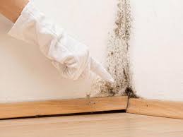 Best Mold Remediation for Rental Properties  in USA